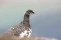 Ptarmigan in summer/winter coat against heather and mountain background Royalty Free Stock Photo