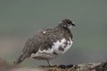 Ptarmigan in summer/winter coat against heather and mountain background Royalty Free Stock Photo