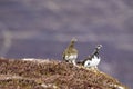 Ptarmigan in summer/winter coat against heather and mountain background Royalty Free Stock Photo