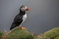 Scottish Puffin on the Shetland Isles Royalty Free Stock Photo