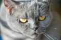 Scottish purebred gray cat look closeup