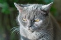 Scottish purebred gray cat look closeup