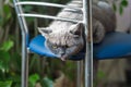 Scottish purebred gray cat with her tongue hanging closeup