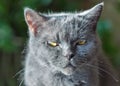 Scottish purebred gray cat look closeup
