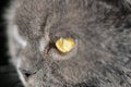 Scottish purebred gray cat look closeup