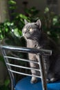 Scottish purebred gray cat sit closeup