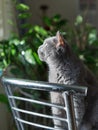 Scottish purebred gray cat sit closeup