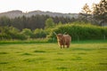 Scottish Red hairy bull chews grass. Highland breed. Farming and cow breeding.Furry highland cows graze on the green