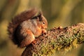 Red Squirrel