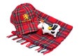 Scottish Red tartan cap, tartan scarves and highland cattle Royalty Free Stock Photo