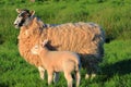 Scottish Sheep, Ewe and Lamb, in Golden Evening Light, River Annan, Annandale Way, Dumfries and Galloway, Scotland, Great Britain