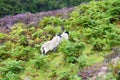 sheep, Scotland, green field, hills Royalty Free Stock Photo