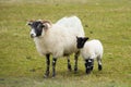 Scottish sheep isle of Mull Scotland uk with horns and white and black legs Royalty Free Stock Photo