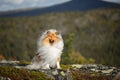 Scottish shepherd on a beautiful background