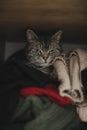 Scottish Straight cat is hiding in a wardrobe. Cute cat sleeps on pile of clothes. Fluffy pet has a nap in wardrobe