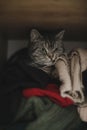 Scottish Straight cat is hiding in a wardrobe. Cute cat sleeps on pile of clothes. Fluffy pet has a nap in wardrobe