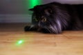 Cat playing with laser pointer Royalty Free Stock Photo