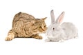 Scottish Straight cat sniffing gray rabbit Royalty Free Stock Photo
