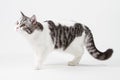 Scottish Straight cat staying four legs Royalty Free Stock Photo
