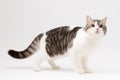 Scottish Straight cat staying four legs Royalty Free Stock Photo