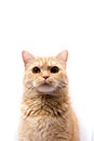 Scottish Straight - a cat with a very funny expression muzzle Royalty Free Stock Photo