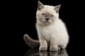 Scottish Straight Colorpoint Kitten Sitting, Front view Isolated on Black