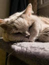 scottish straight cat is sleeping. Close-up of the muzzle of a sleeping cat with closed eyes. Against the backdrop of a light Royalty Free Stock Photo