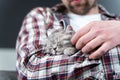 Scottish straight-eared gray kitten sleeps in arms of owner of house. Thoroughbred cute little British cat falls asleep in hands Royalty Free Stock Photo