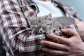 Scottish straight-eared gray kitten sleeps in arms of owner of house. Thoroughbred cute little British cat falls asleep in hands Royalty Free Stock Photo