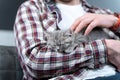 Scottish straight-eared gray kitten sleeps in arms of owner of house. Thoroughbred cute little British cat falls asleep in hands Royalty Free Stock Photo