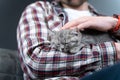 Scottish straight-eared gray kitten sleeps in arms of owner of house. Thoroughbred cute little British cat falls asleep in hands Royalty Free Stock Photo