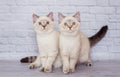Scottish straight-faced light colored cat Royalty Free Stock Photo