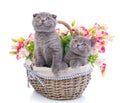 Scottish straight and scottish fold kittens. Cats with decorations Royalty Free Stock Photo