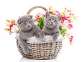 Scottish straight and scottish fold kittens. Kittens concept pos Royalty Free Stock Photo