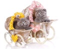 Scottish straight and scottish fold kittens. Kittens concept pos Royalty Free Stock Photo