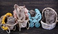 Scottish straight and scottish fold kittens. Five kittens in scenery Royalty Free Stock Photo