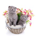 Scottish straight and scottish fold kittens. Fluffy kittens in a Royalty Free Stock Photo
