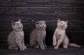 Scottish straight and scottish fold kittens. Funky kittens explore new territories Royalty Free Stock Photo