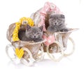 Scottish straight and scottish fold kittens. Funny, furry kittens look closely Royalty Free Stock Photo
