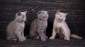 Scottish straight and scottish fold kittens. Miles are fluffy kittens Royalty Free Stock Photo