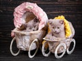 Scottish straight and scottish fold kittens. Professional photography of kittens Royalty Free Stock Photo