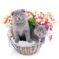 Scottish straight and scottish fold kittens.Two cat in a basket with flowers Royalty Free Stock Photo