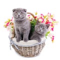Scottish straight and scottish fold kittens.Two cat in a basket with flowers Royalty Free Stock Photo