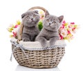Scottish straight and scottish fold kittens. Cats with decorations Royalty Free Stock Photo