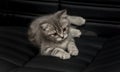 Scottish straight. Gray kitten on a black leather sofa. Pets. Fluffy animal. Long whiskers and a tail. Serious look. Dark black Royalty Free Stock Photo