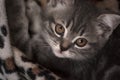 Scottish straight. Gray kitten portrait. Pets. Fluffy animal. Long whiskers and a tail. Serious look. Dark blurred background Royalty Free Stock Photo