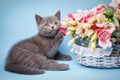 Scottish straight kitten. The cat lying next to a basket with flowers Royalty Free Stock Photo