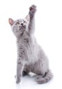 Scottish straight kitten. Isolated on a white background. Playful kitten explores new territory Royalty Free Stock Photo