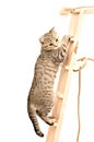 Scottish Straight kitten climbing the wooden stairs