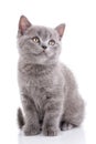 Scottish straight kitten. Isolated on a white background. Gray cat sits sideways Royalty Free Stock Photo